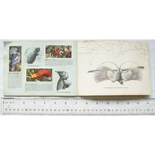 Complete set 50 Brooke Bond Tropical Birds in album