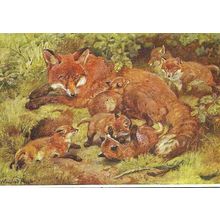 Art WINIFRED AUSTEN "Fox" Postcard (Medici PC.1024)
