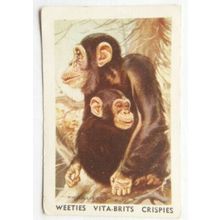 Australian Vitabrits Weeties Animals of World 23 Chimpanzee