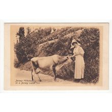 A Jersey Milkmaid in a Jersey Lane Postcard Channel Islands