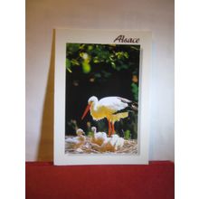 STORKS, ALSACE, STRASBOURG, FRANCE used postcard 2014 pm =