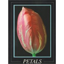 Petals - Rembrandt Tulip, c.1990s - Athena Postcard