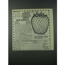1986 House of Wesley Quinault Everbearing Strawberries Ad