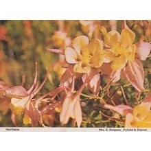 Aquilegias Fyfield Braintree Flower Womens Institute Floral Flowers Postcard