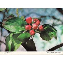 Apple Tree Essex Colchester Flowers Shrub End Blossom Womens Institute Postcard