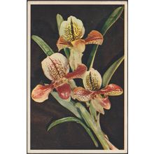 Lady's Slipper Orchid, 1952 - J Arthur Dixon Postcard