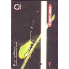 Scambophyllum Sanguinolentum Green Grasshopper S'pore TransitLink Train/Bus Card