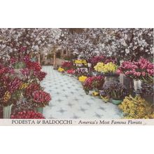 Podesta & Baldoochi America Florists CA Old Advertising Postcard