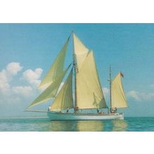 Wyvern Norway Boat Cutty Sark Tall Ships Race Souvenir Postcard
