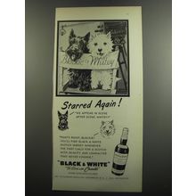 1952 Black & White Scotch Ad - Starred again!