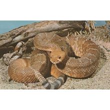 Red Diamond RattleSnake Rare Vintage Snake Postcard