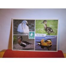 multiview, THE WILDFOWL TRUST. SLIMBRIDGE. GLOUCESTERSHIRE. used postcard. =