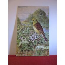 YELLOWHAMMER by George Rankin unused postcard by J Salmon birds animals =