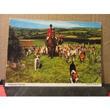 FOXHOUNDS, TALLY-HO unused postcard by John Hinde =