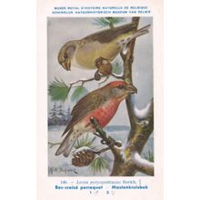 Parrot Crossbill Loxia Pytyopsittacus WW2 Bird Vintage Rare Postcard