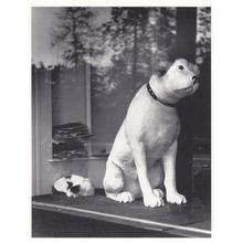 Alfred Geschelt from Dauman Pictures Dog & Cat In Window RPC USA Photo Postcard