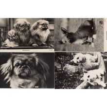 Welsh Corgie Pekingese 4x Vintage Dog Real Photo Postcard s