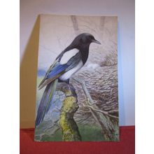 MAGPIE by George Rankin unused postcard by J Salmon birds animals =