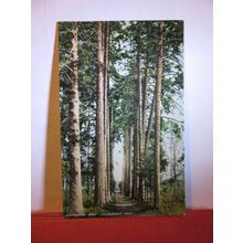 CATHEDRAL FIRS, CIRENCESTER PARK, GLOUCESTERSHIRE unused antique postcard =