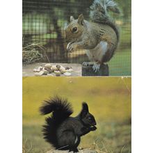 Squirrel at Bodmin Farm Park Cornwall Postcard