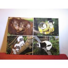 multiview, THE ZOO & GARDENS, MELBOURNE, VICTORIA, AUSTRALIA unused postcard. =