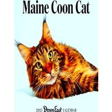 2025 Maine Coon Cat Wall Calendar