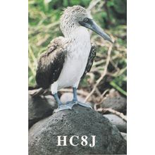 The Galapagos Islands Bird Pacific Ocean Amateur Radio Postcard Type QSL Card