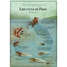 Life cycle of a frog Art Gallery Poster Canvas Print Wall Decoration A0 A1 A2 A3
