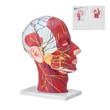 Human Half Head Superficial Neurovascular Model with Musculature, 1:1 Life S...