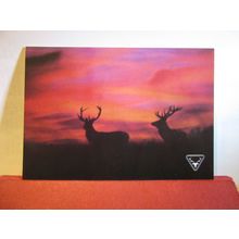 RED DEER STAGS AT SUNSET Somerset unused postcard. Exmoor National Park =