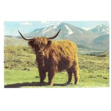 A MONARCH OF THE GLEN, a Highland cow steer. used vintage postcard cattle 1983 =