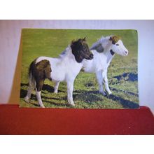 SHETLAND PONIES unused postcard by J. Arthur Dixon Pets 1527 =