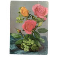 rose flowers used postcard 1981 postcard =