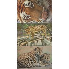 Tiger & Jaguar at London Zoo 3x 1980s Postcard s