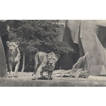 Lion & Lioness at Parc Zoologique Paris French Vintage Postcard