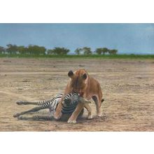 Lioness Eating Capturing Zebra Animal Graphic Postcard