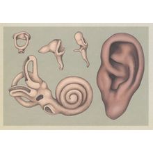 Human Ear Stirrup Anvil Hammer Pinna Cochlea Canals Postcard