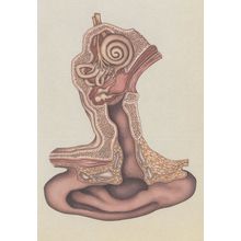 Cross Section Of The Ear Hearing Sound Morbid Postcard