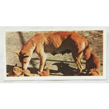 Lyons Tea card Australia No. 16 Dingo Family