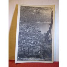 WORDSWORTH'S DAFFODILS, GLENCOIN PARK, ULLSWATER , CUMBRIA unused postcard =