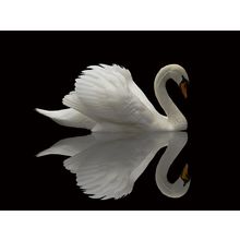 swan 3 Poster Canvas Movie Film Print A0 A1 A2 A3 A4 A5 A6 Art Wall Decoration