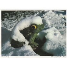 Frozen Frog Essex Bizarre Rare Postcard