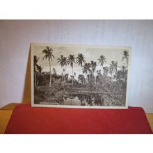 SUBURBAN CALCUTTA, INDIA. unused antique postcard =
