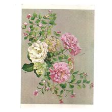 rose flowers used postcard medici society #