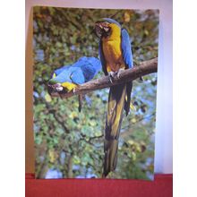 MACAWS, JERSEY ZOO, CHANNEL ISLES unused postcard dated 1993 wildlife trust =