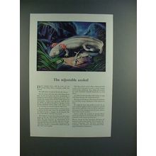 1945 Travelers Insurance Ad, North American Salamander