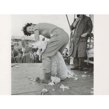 Shearing Sheep at 1958 Bristol Royal Show Award Photo Postcard