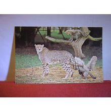 CHEETAH & CUBS unused postcard by LONDON ZOO photo by M. Lyster #