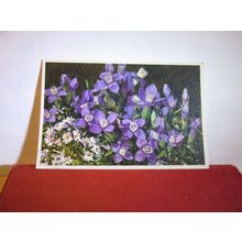 FIELD GENTIAN & EYE-BRIGHT EUFRESIA flowers unused vintage postcard =