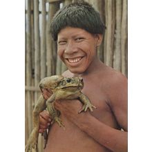 Xingu National Park Kaiopalo Indian With Amazonic Frog Africa Postcard